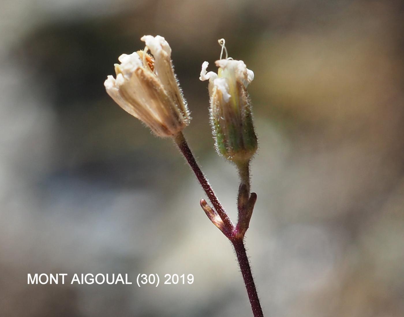 Sandwort, Diomede's fruit